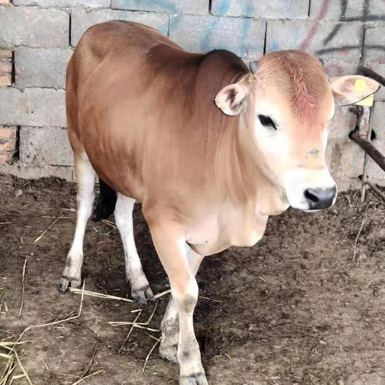 西门塔尔牛养殖场纯种牛价格小牛犊近期价格5