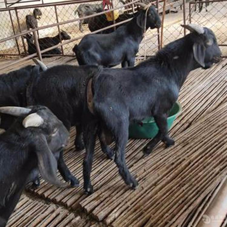 求购黑山羊 基地养殖 现代 黑山羊羊苗价格 多种肉羊苗价格6