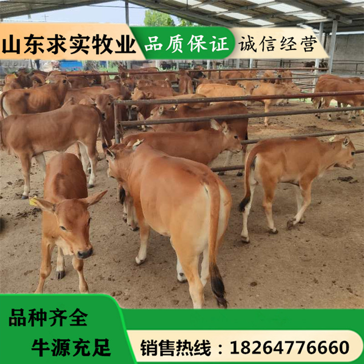 黄牛养殖场黄牛犊价格西门塔尔牛价格5