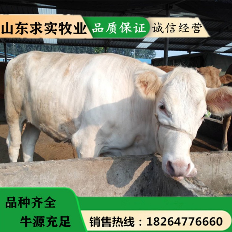 大型肉牛养殖基地夏洛莱牛价格养殖利润