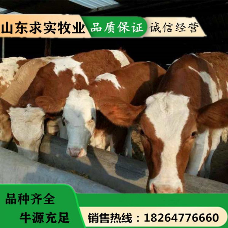 养牛利润 大型养殖场肉牛犊价格4