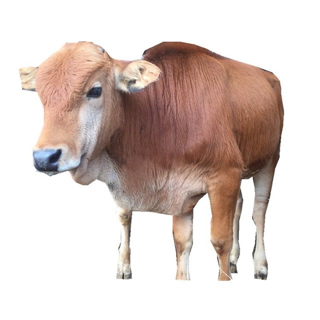 牛仔价格 利木赞牛 养牛基地嘉诚 黄牛价格 改良西门塔尔牛 出售各种肉牛犊 活体肉牛犊 养殖技术1