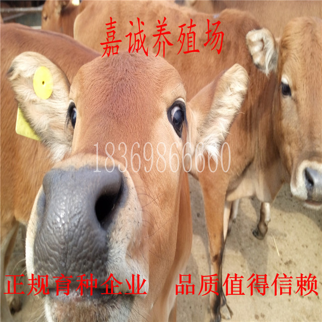 小黄牛今日价格 小黄牛牛犊 改良牛犊 嘉诚常年出售鲁西黄牛 免费运输到家 肉牛 肉牛犊 小牛苗3