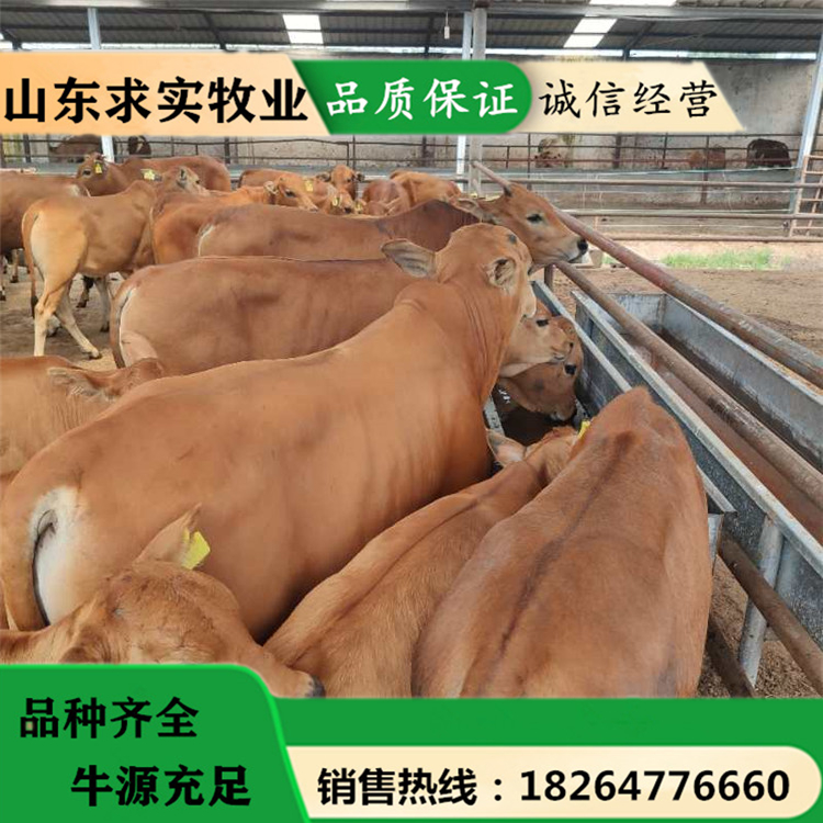 山东大型养殖场小牛价格活牛出售4