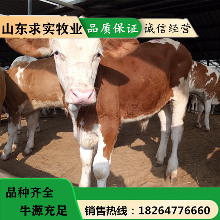 西门塔尔牛价格肉牛犊价格养殖效益7