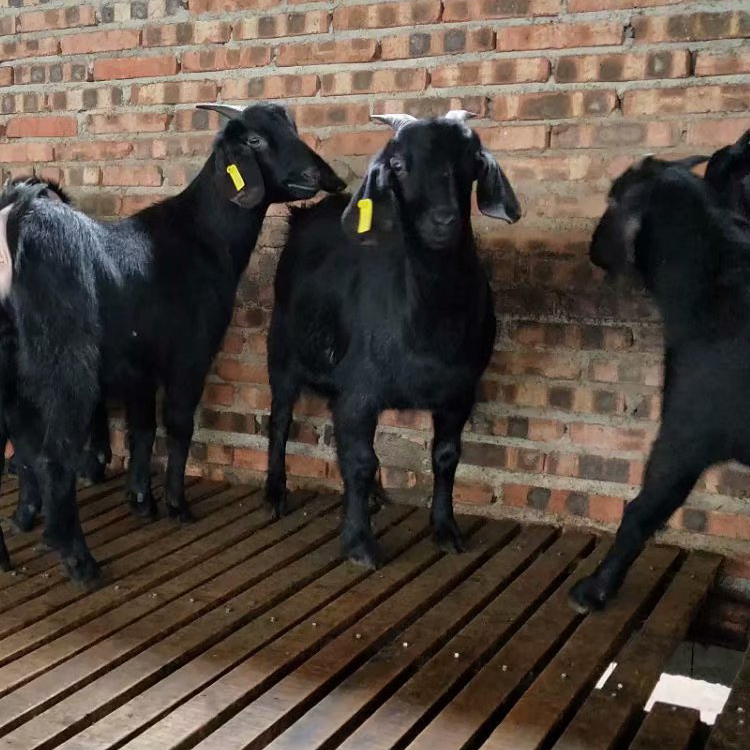 求购黑山羊 基地养殖 现代 黑山羊羊苗价格 多种肉羊苗价格3