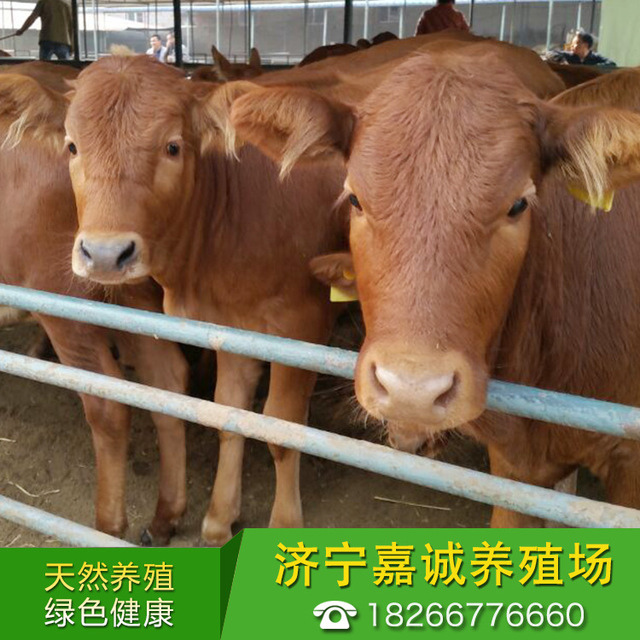 肉牛价格 牛犊活体 近期牛价格 西门塔尔牛 小黄牛 养殖技术 鲁西黄牛 包运输 活牛养殖3