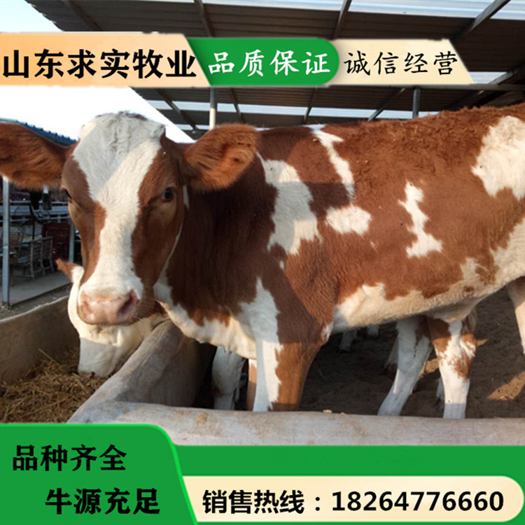 小牛犊价格 2021养牛利润 肉牛养殖场4