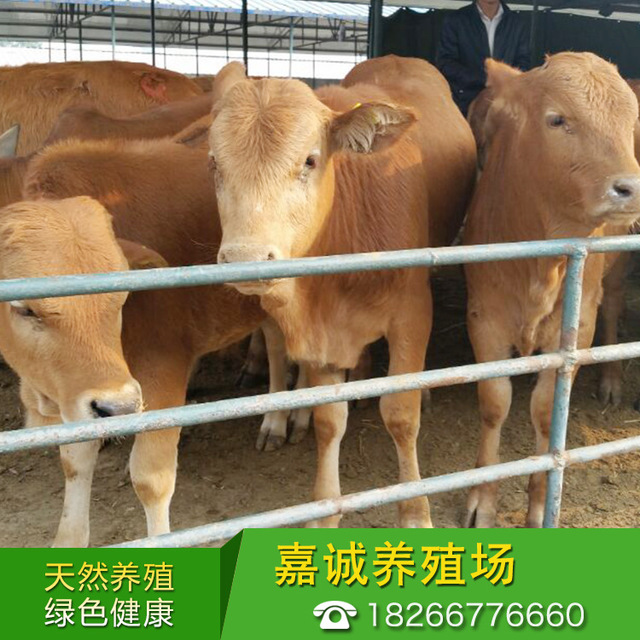 肉牛价格牛犊活体近期牛价格西门塔尔牛小黄牛养殖技术鲁西黄牛包运输活 