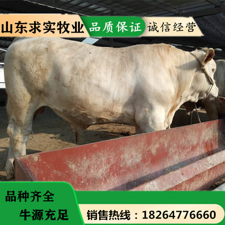 大型肉牛养殖基地夏洛莱牛价格养殖利润5