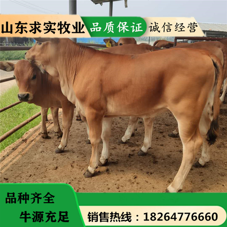 活牛养殖场小牛价格养殖效益西门塔尔牛1