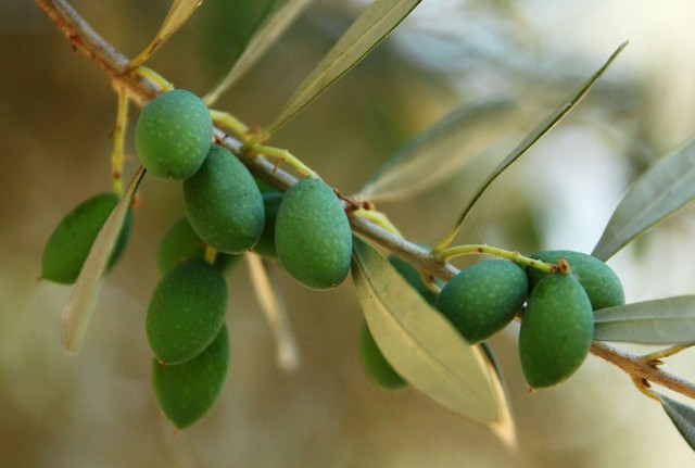 橄榄叶提取物 桂林纽泰 20% 现货供应 天然提取物 羟基酪醇4