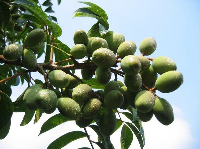 橄榄叶提取物 桂林纽泰 20% 现货供应 天然提取物 羟基酪醇
