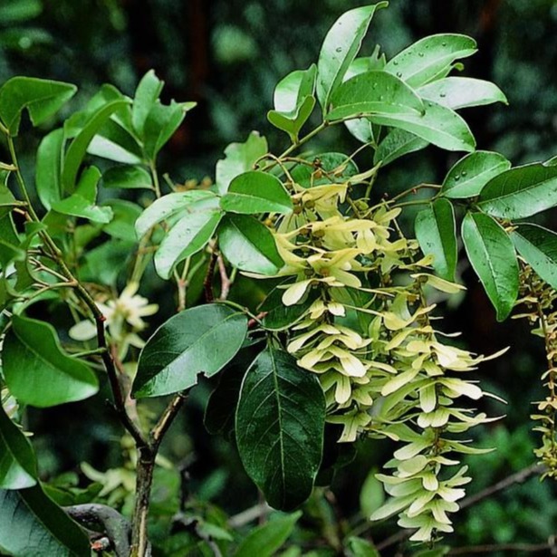 天然提取物 落新妇苷80% 黄杞叶提取物 植物提取物 广西桂林2
