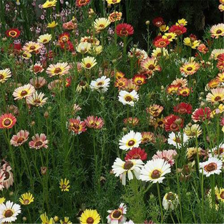越年生花卉花环菊种子南北方观赏草花园林复色花卉品种6