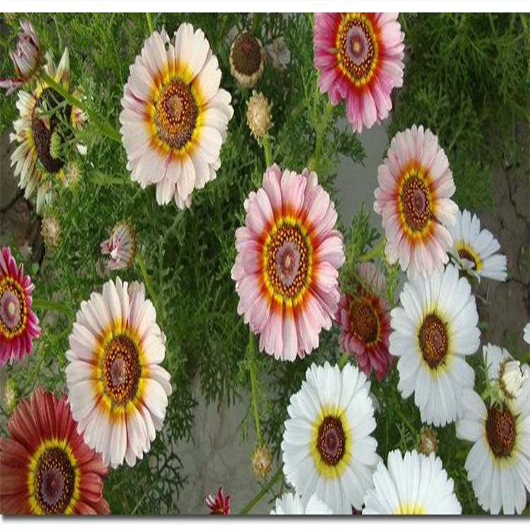 越年生花卉花环菊种子南北方观赏草花园林复色花卉品种3