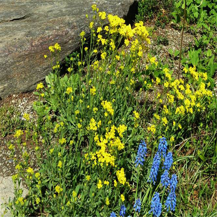 宿根花卉岩生庭芥种子多年生草本植物南北方观赏开花绿植8