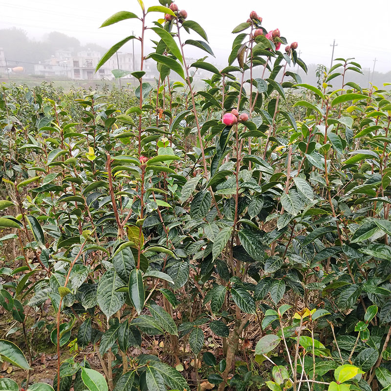 1-3斤茶果 广西产地批发基地直发 矮化茶籽树 大果山茶树4