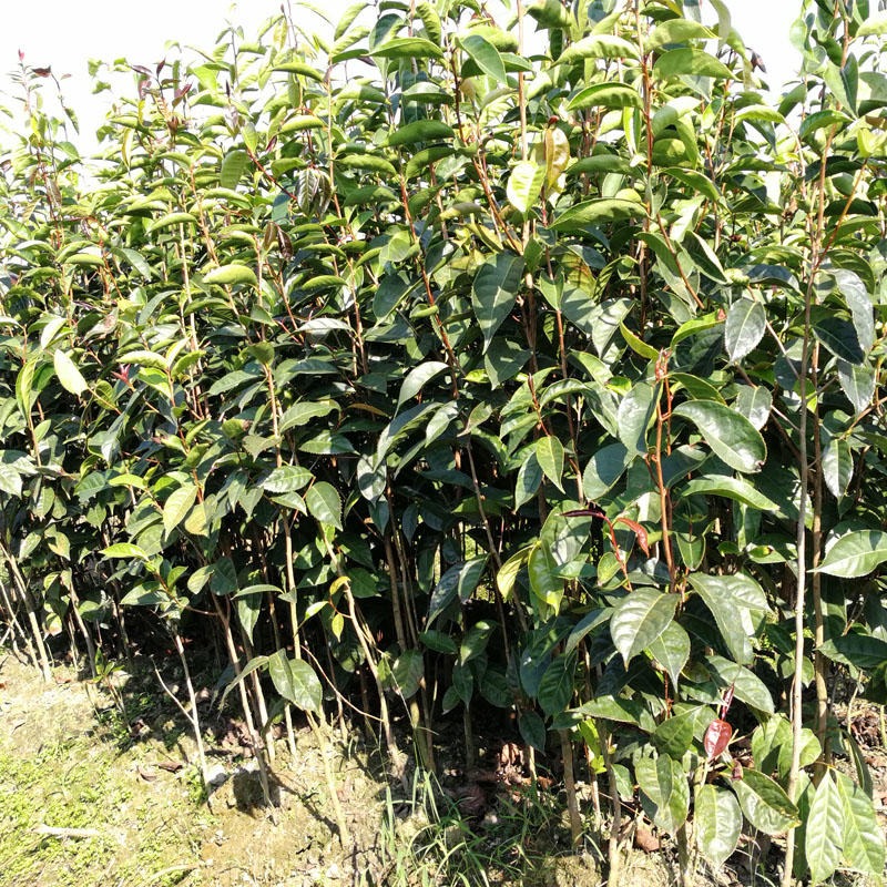 茶果树苗 广西红花油茶嫁接苗 单果1-3斤重 正宗大果油茶苗品种