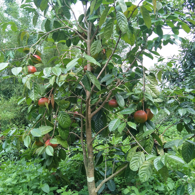 大果山茶树 高产红花油茶 其他种苗、种子、种球 产地批发 1-3斤茶果2