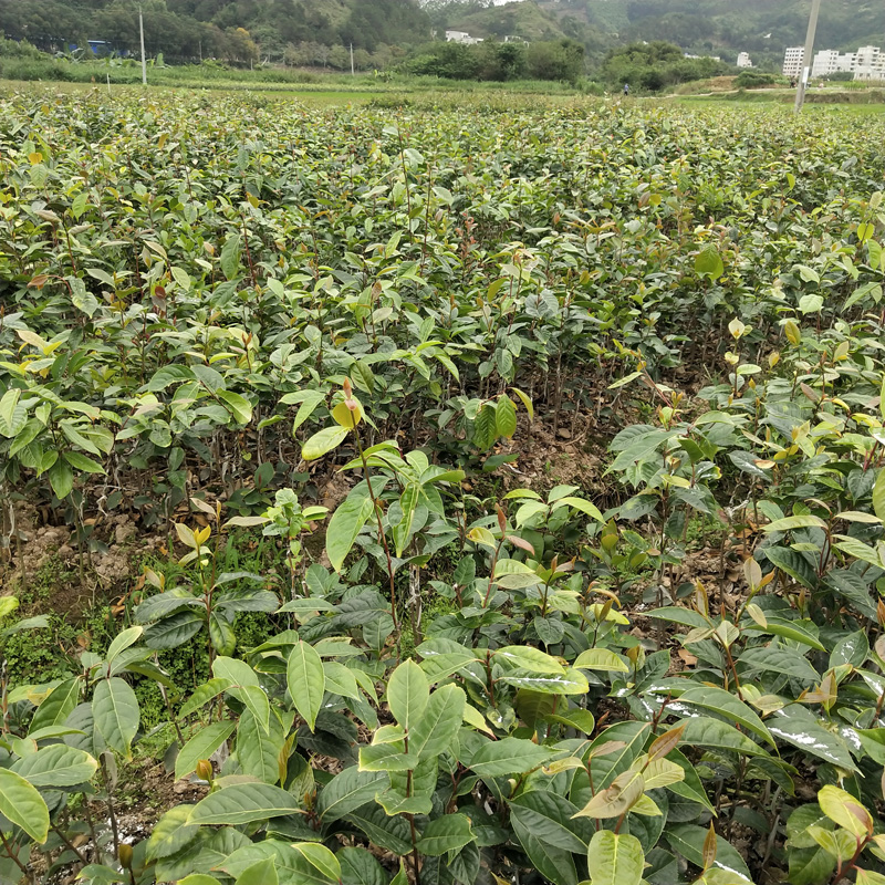 基地直发 广西油茶果苗 茶子苗 1-3斤茶果 其他种苗、种子、种球2