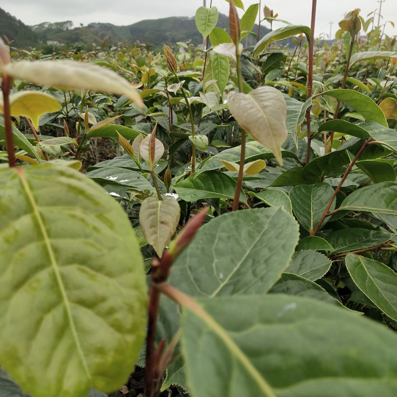 大果山茶树 高产红花油茶 其他种苗、种子、种球 产地批发 1-3斤茶果3