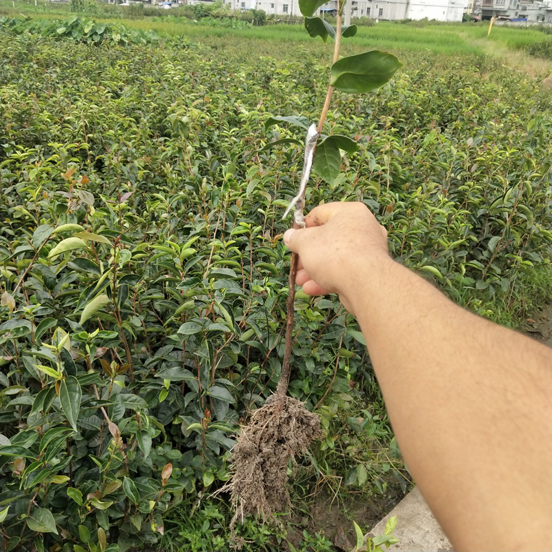 高产红花油茶 广西红花油茶苗 正宗品种 其他种苗、种子、种球 裉根苗不带土4