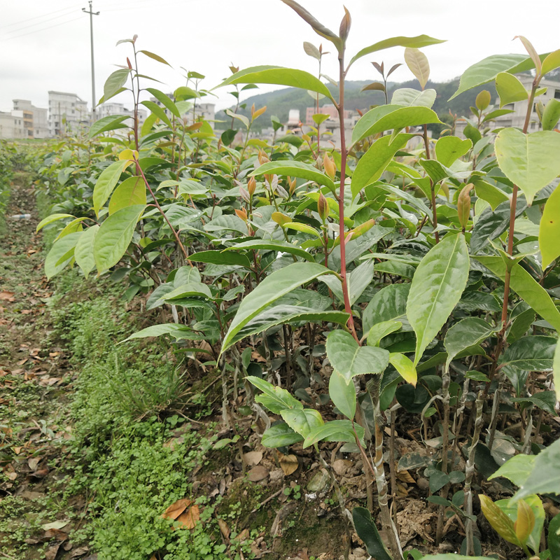 1-3斤茶果 广西产地批发基地直发 矮化茶籽树 大果山茶树1