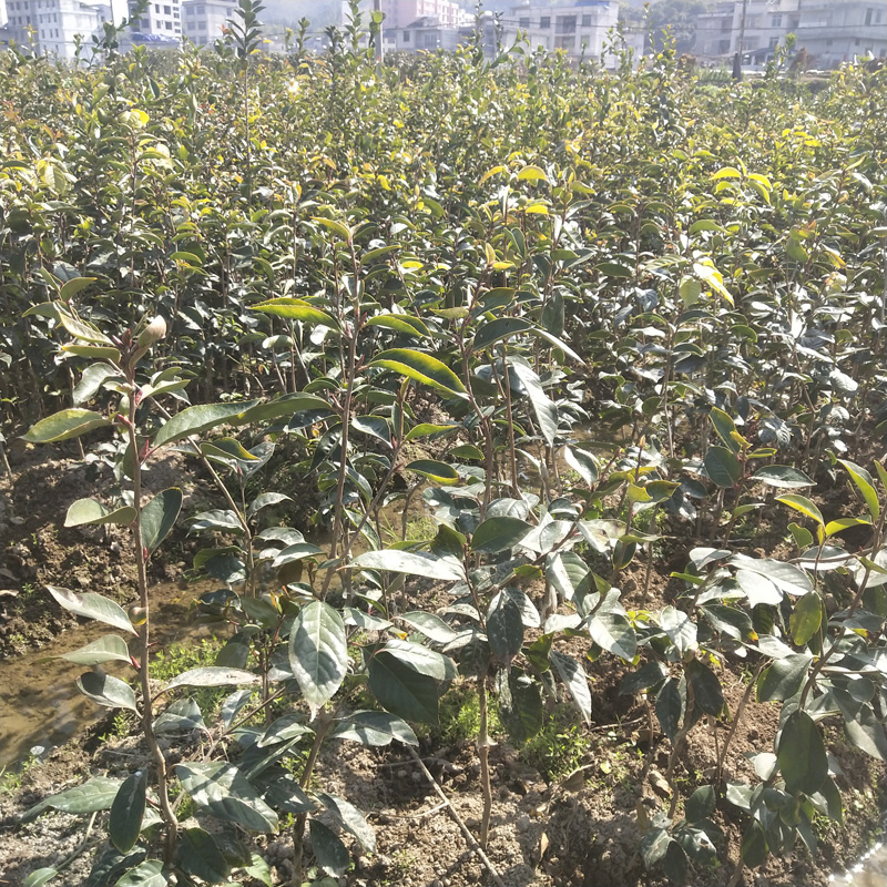高产红花油茶 广西红花油茶苗 正宗品种 其他种苗、种子、种球 裉根苗不带土3