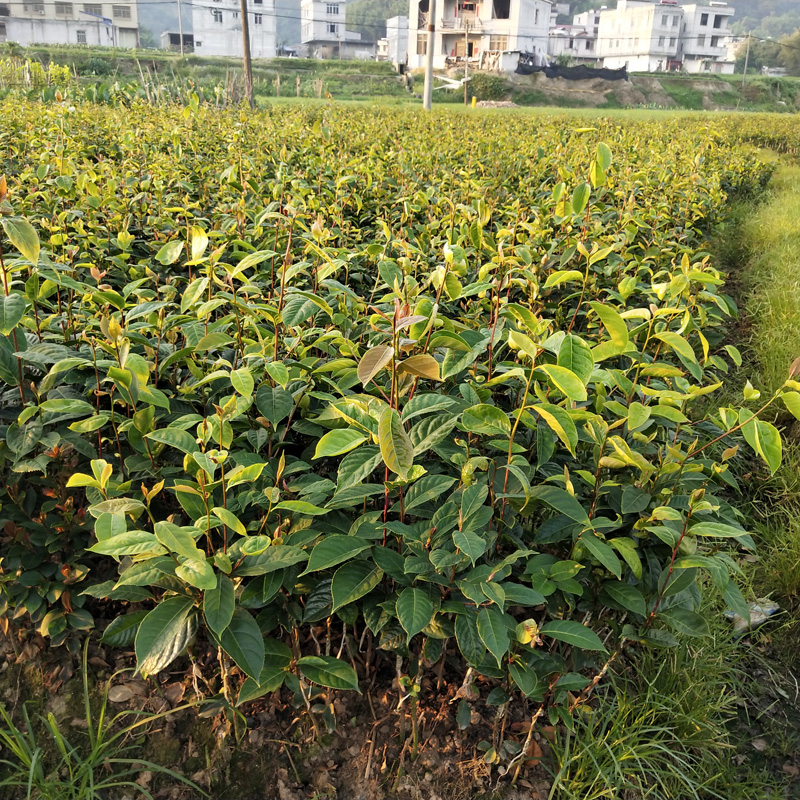 基地直发 其他种苗、种子、种球 高产红花油茶 广西油茶果苗 1-3斤茶果3