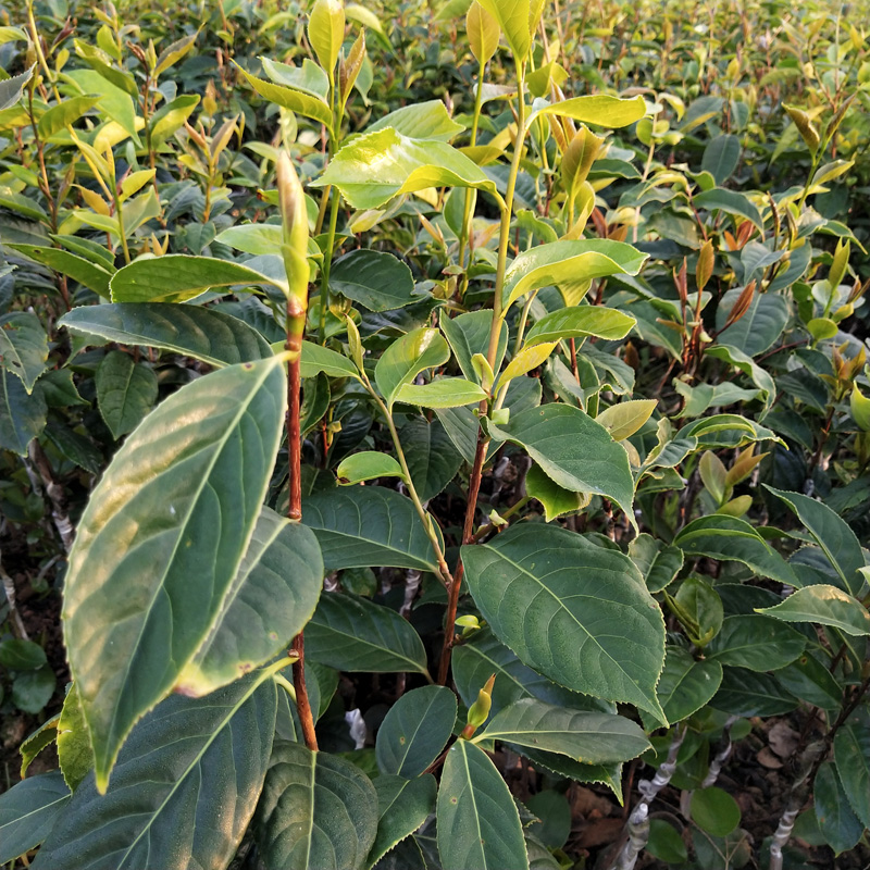 高产红花油茶 广西红花油茶苗 正宗品种 其他种苗、种子、种球 裉根苗不带土1