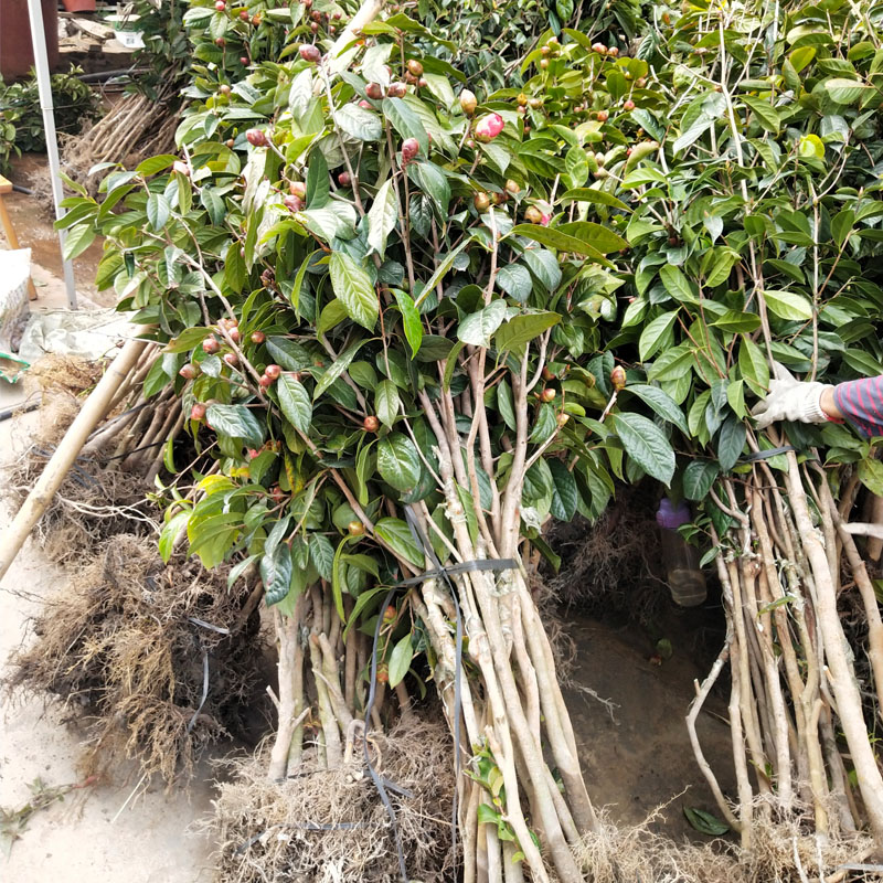 大果红花油茶树 南方茶树苗 油茶苗批发 其他种苗、种子、种球 油率高4