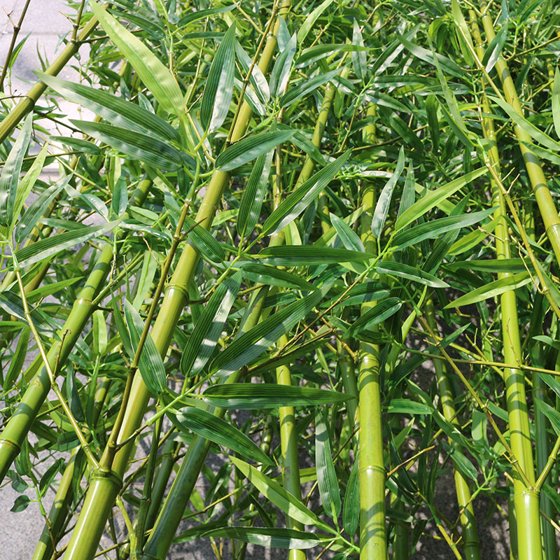 春之沐牌仿真竹子自然带尖毛竹出厂批发价1.5米2米2.5米3米3.5米4米5米6米7米高等假竹子出货稳定多年老企业有保障4