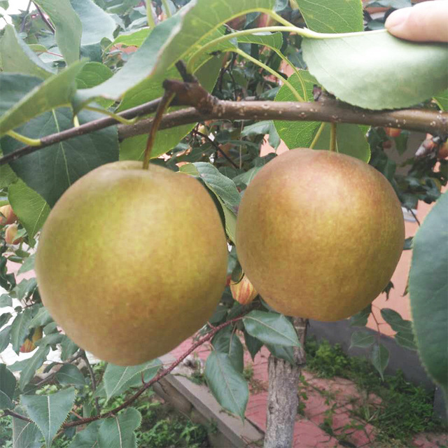 密集种植梨树苗 批发 优质新品种玉露香梨苗 坐果率高1年结果梨苗4
