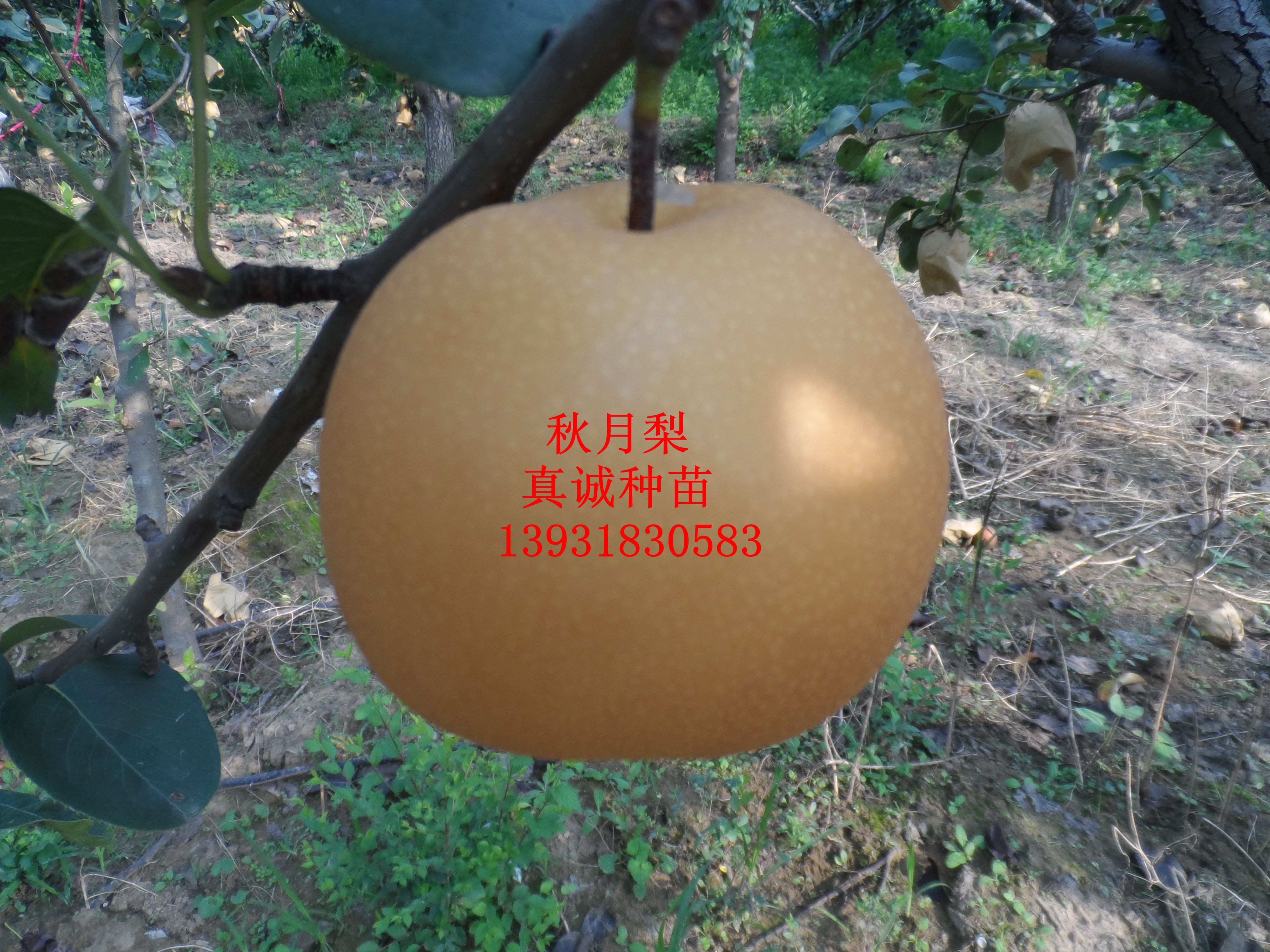 真诚种苗 秋月梨苗 价格低廉 品种纯正 科学技术 秋月梨树苗 梨苗 种植3