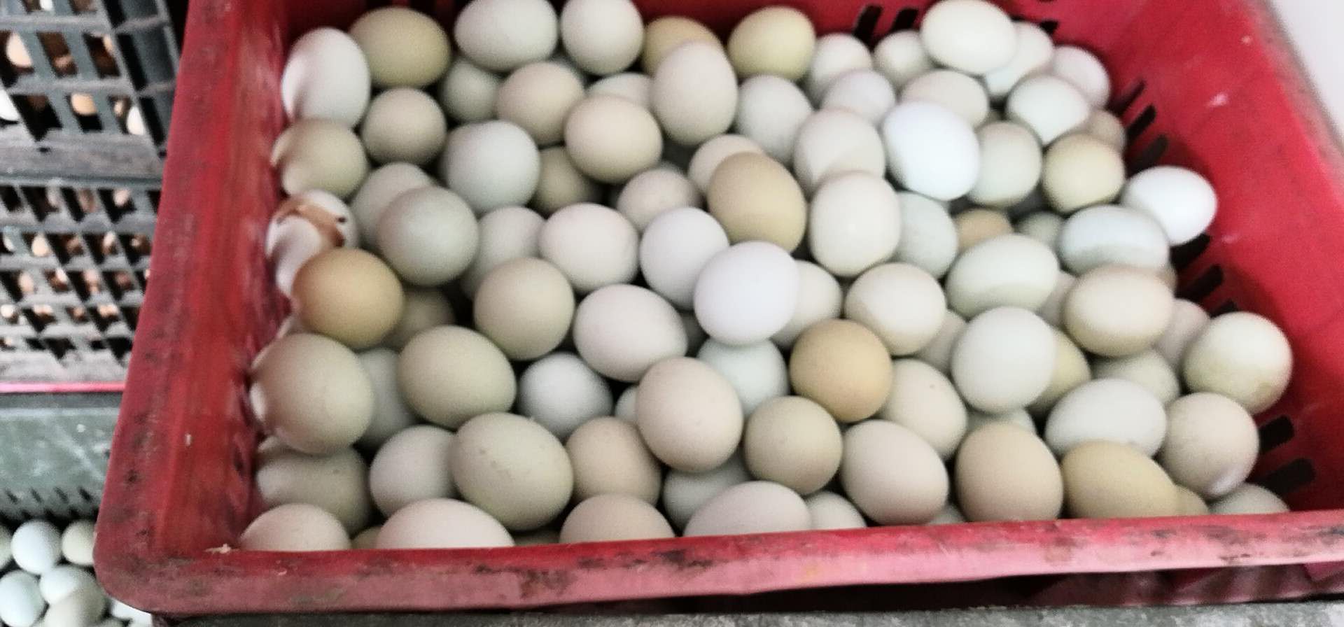 开祥 新鲜土鸡蛋 大量供应 土鸡蛋批发4