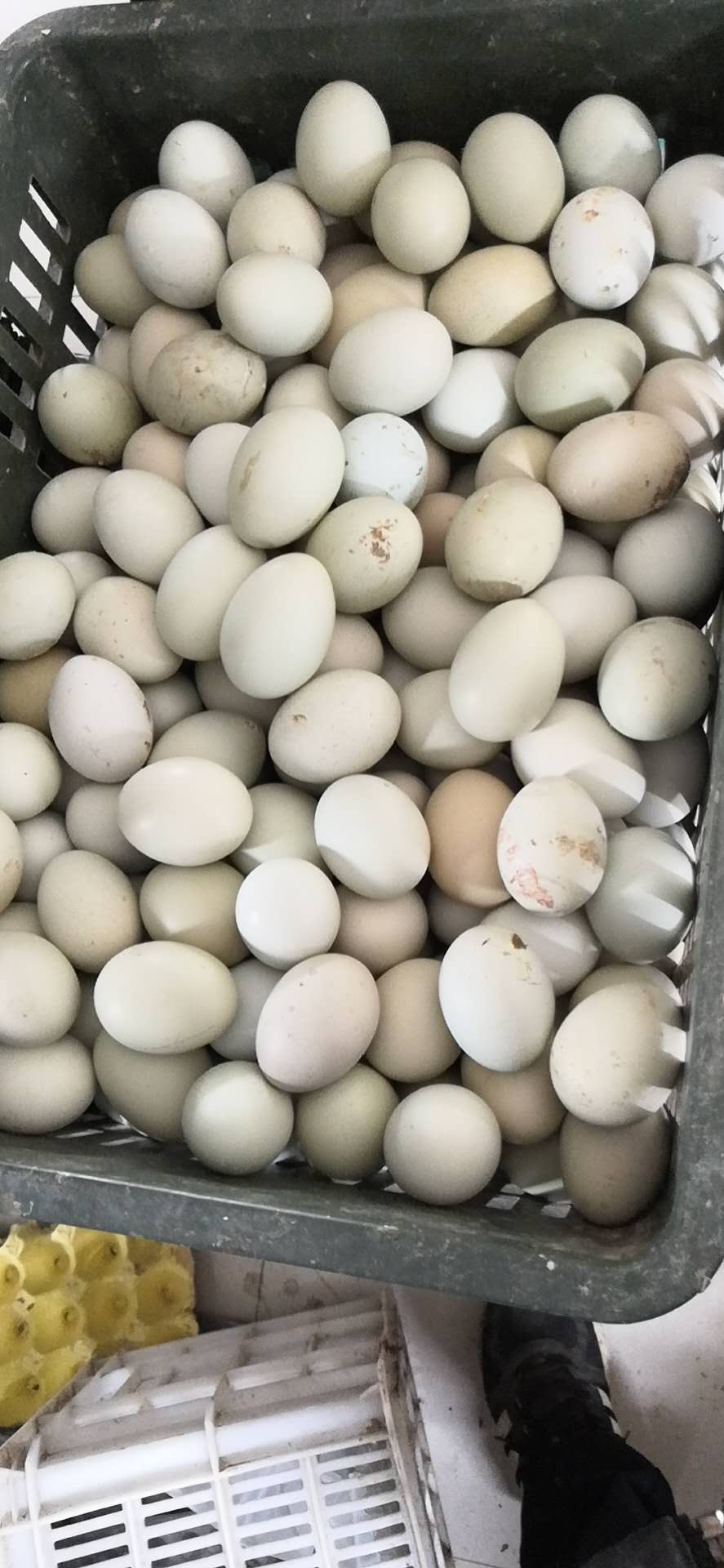 土鸡蛋批发 自产自销 开祥 农家鸡蛋 正宗盐城乌鸡蛋