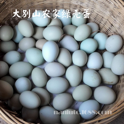 农家绿壳蛋鸡 正宗盐城乌鸡蛋 大量供应 土鸡蛋批发 开祥3
