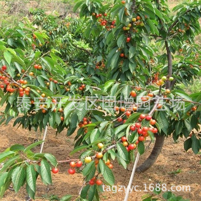 布鲁克斯樱桃树 美早大樱桃树 好成活 出售巴西樱桃树 1-5公分3