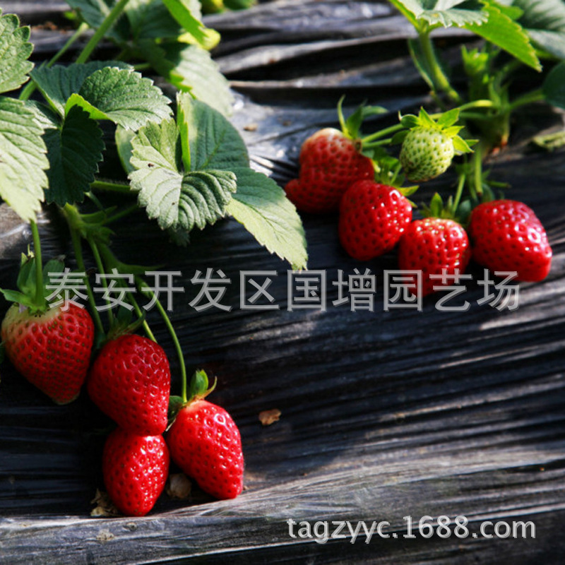 章姬草莓苗批发 红颜草莓 草莓苗 盆栽草莓 四季结果 牛奶草莓