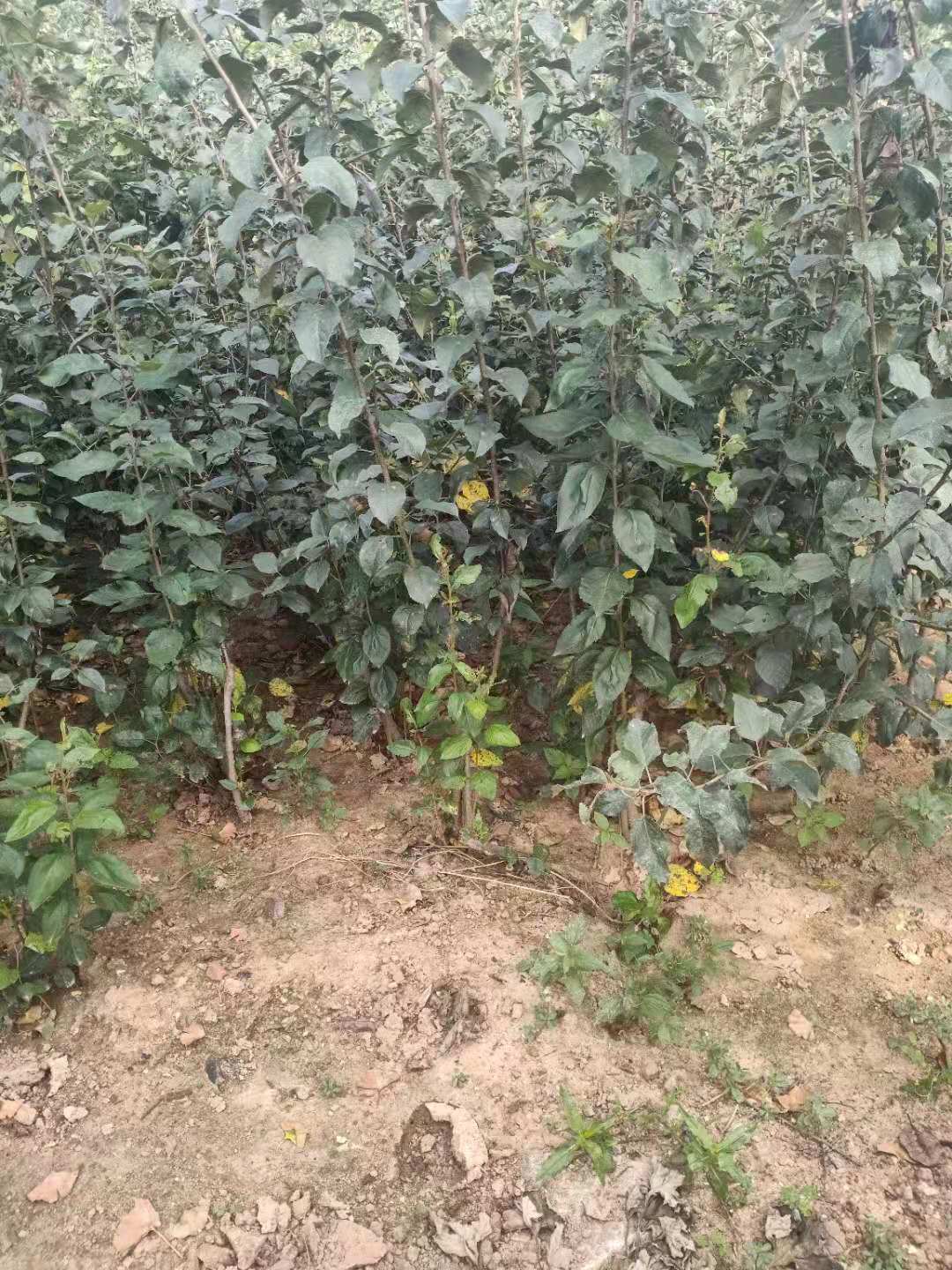 甜茶种子 杜梨种子 桃核种子 樱桃种 惠农苗木种子 惠农3