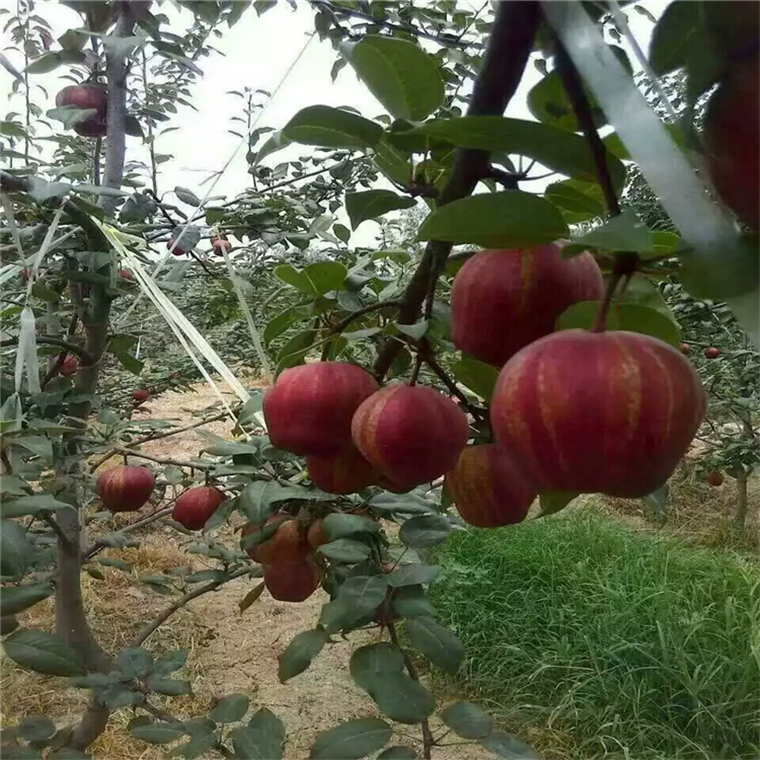 秋月梨树苗 早酥红梨苗 产量高丰产性强 优质品种梨树苗 黄金梨苗5