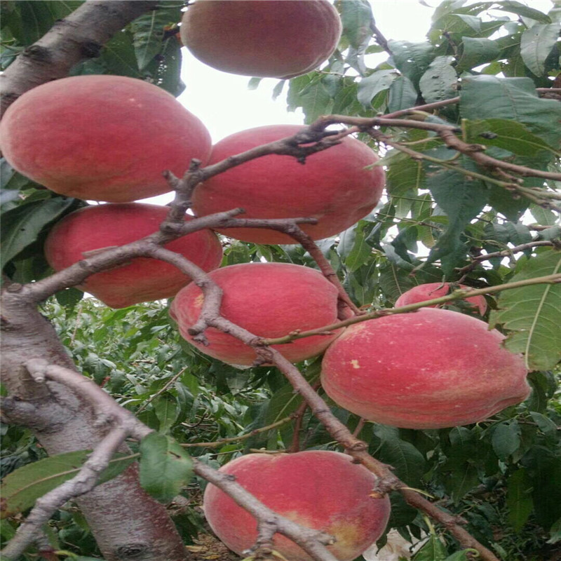 果树 项目 华辰园艺场各种规格黑桃桃树苗现货出售 量大价优2
