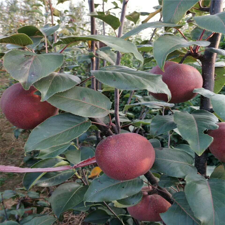 早酥红梨树苗 出售优质全红梨树苗 根系发达易成活梨苗 高产梨苗7