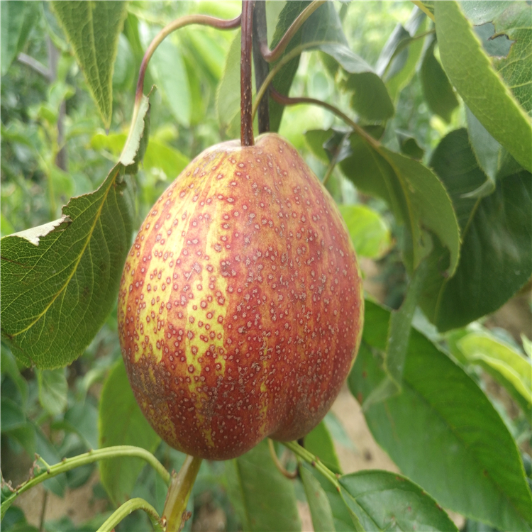 早酥红梨树苗 出售优质全红梨树苗 根系发达易成活梨苗 高产梨苗6