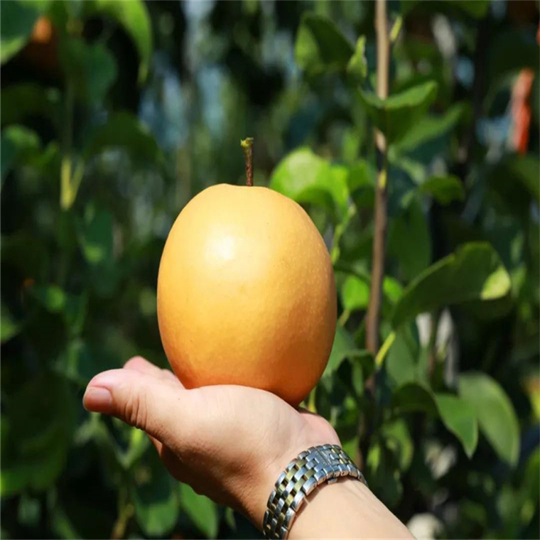 采摘新品种梨树苗大量批发 占地用梨树品种 适合云南种植的梨树苗3