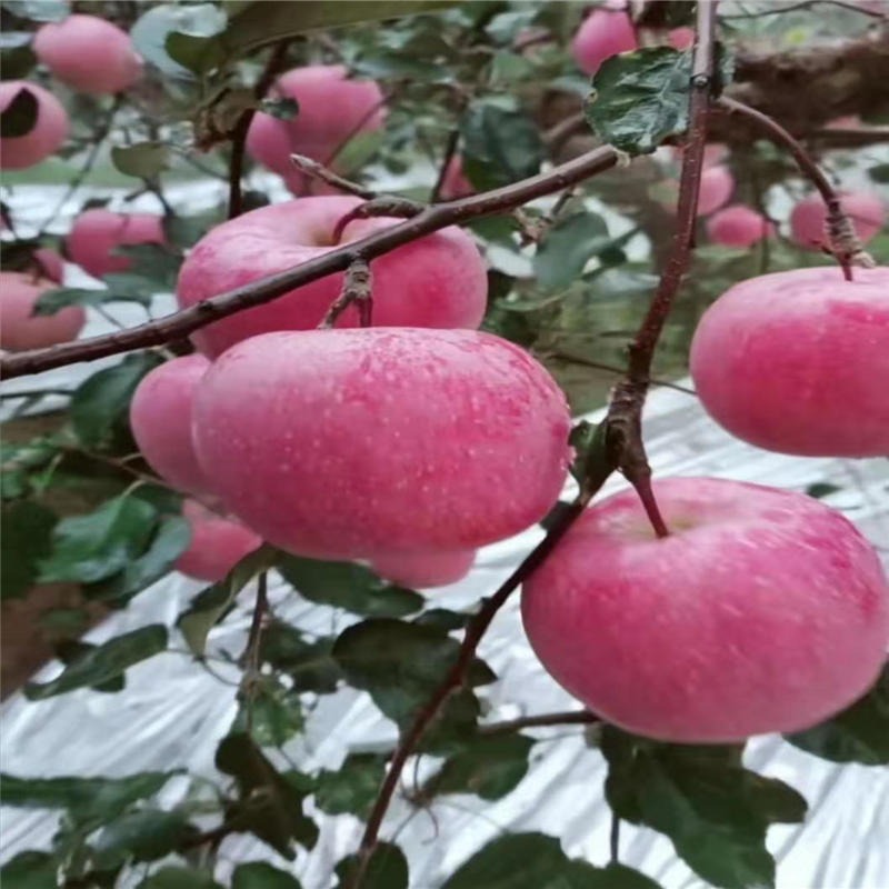 山东华辰园艺场新品种苹果树苗价格 开发果树苗2公分新品种苹果树苗