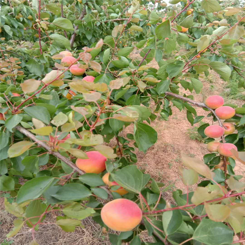 量大价优 华辰园艺场各种规格早熟杏树苗现货出售 果树2