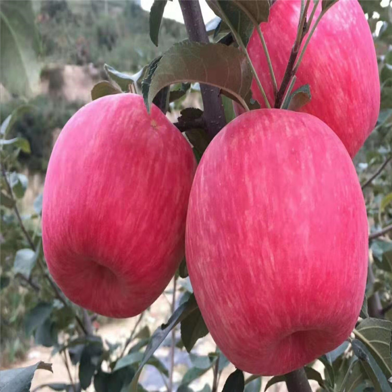 山东华辰园艺场新品种苹果树苗价格 开发果树苗2公分新品种苹果树苗1