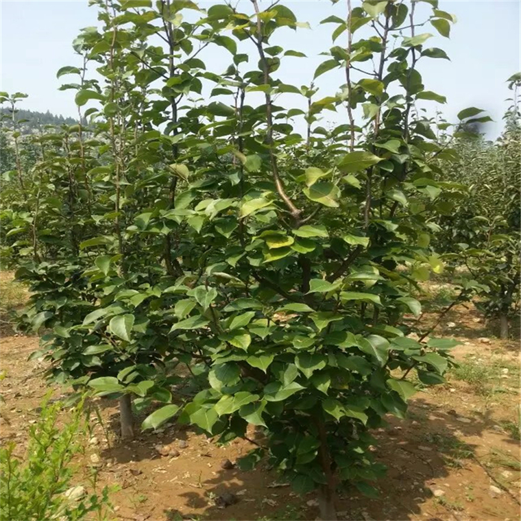 秋月梨树苗 早酥红梨苗 产量高丰产性强 优质品种梨树苗 黄金梨苗1